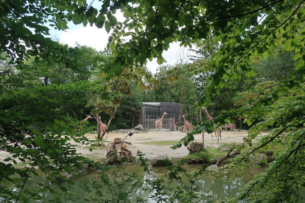 giraffe, Munich Zoo